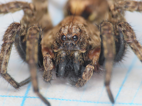 White-banded Fox Spider