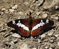 Moduza procris procris