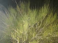 Ephedra americana