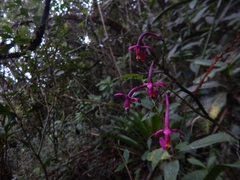 Epidendrum ionodesme