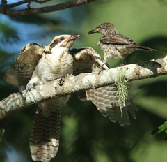 Eudynamys orientalis cyanocephalus