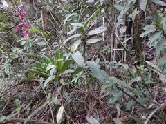 Epidendrum ionodesme