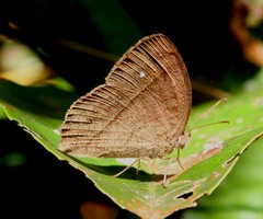 Mycalesis intermedia