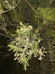 Baccharis boliviensis