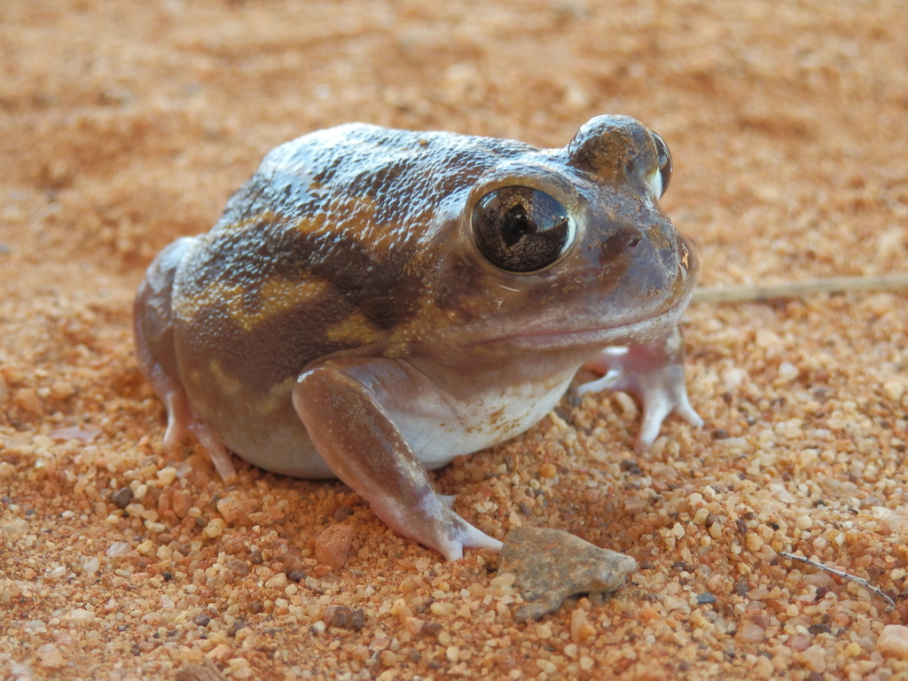 Goldfield's Bull Frog