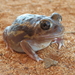 Plonking Frog - Photo (c) Evelyn Virens, some rights reserved (CC BY-NC), uploaded by Evelyn Virens