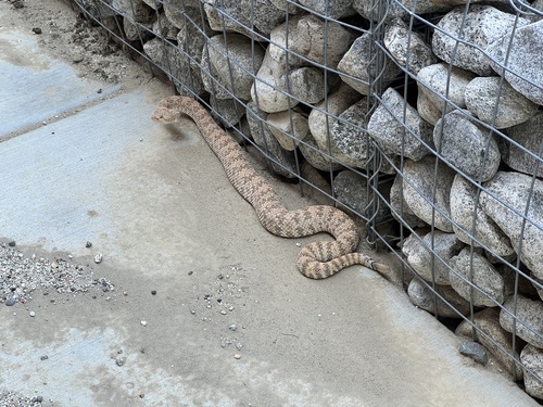 iNaturalist observation photo of Southwestern Speckled Rattlesnake