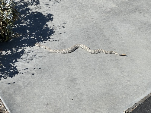 iNaturalist observation photo of Southwestern Speckled Rattlesnake