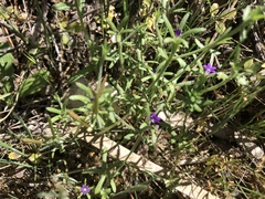 Githopsis specularioides