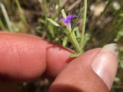 Githopsis specularioides