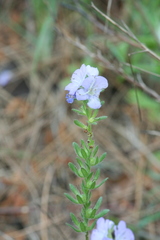 Phacelia strictiflora robbinsii