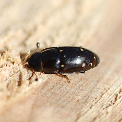 Glischrochilus siepmanni