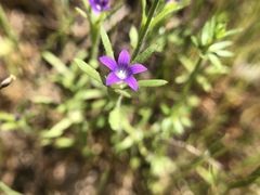 Githopsis specularioides