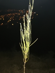 Ephedra americana
