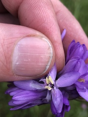 Dichelostemma congestum