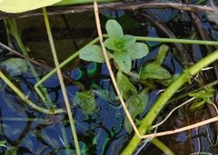 Ludwigia