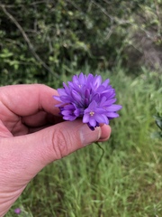Dichelostemma congestum