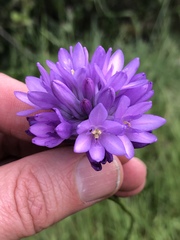 Dichelostemma congestum
