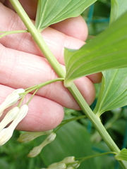 Robert H. Wardell, CC0, iNaturalist via GBIF Polygonatum × hybridum, photograph Robert H. Wardell, CC0, iNaturalist via GBIF