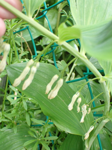 Polygonatum × hybridum, photograph 5