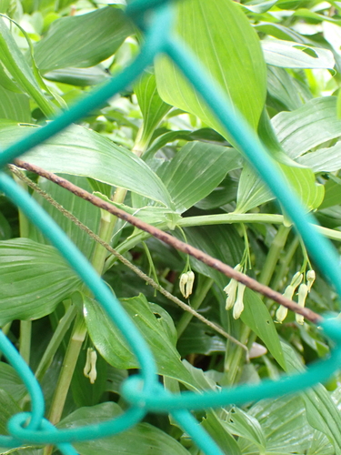 Polygonatum × hybridum, photograph 6