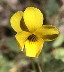 Viola purpurea quercetorum