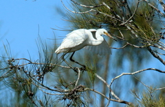 Egretta garzetta nigripes