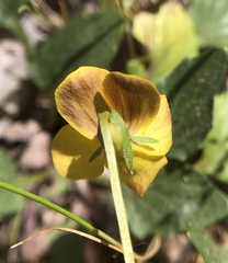 Viola purpurea quercetorum