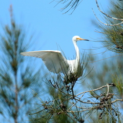 Egretta garzetta nigripes