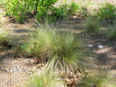 Aristida stricta