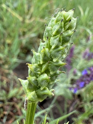 Summer Pheasant's-eye