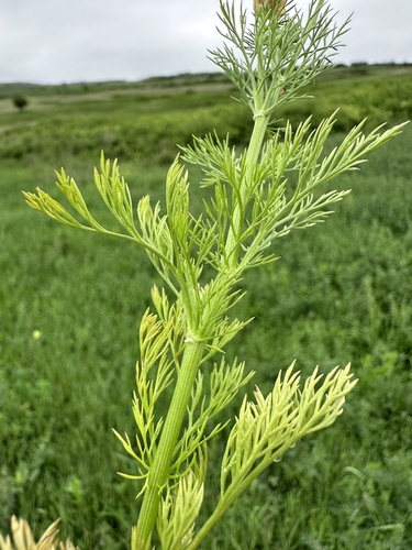 Summer Pheasant's-eye