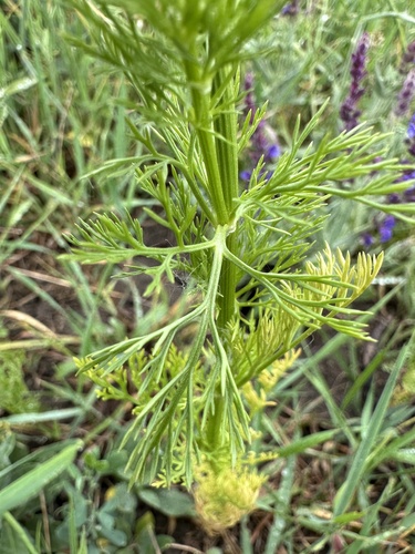 Summer Pheasant's-eye