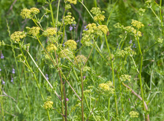 Polytaenia