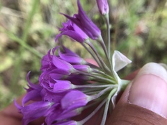 Allium crispum