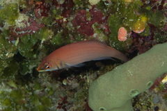 Pseudocheilinus evanidus