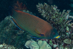 Pseudodax moluccanus