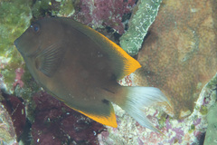 Ctenochaetus tominiensis