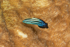 Labropsis xanthonota