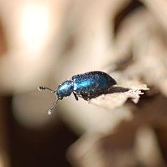 Necrobia violacea