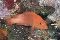 Cephalopholis spiloparaea