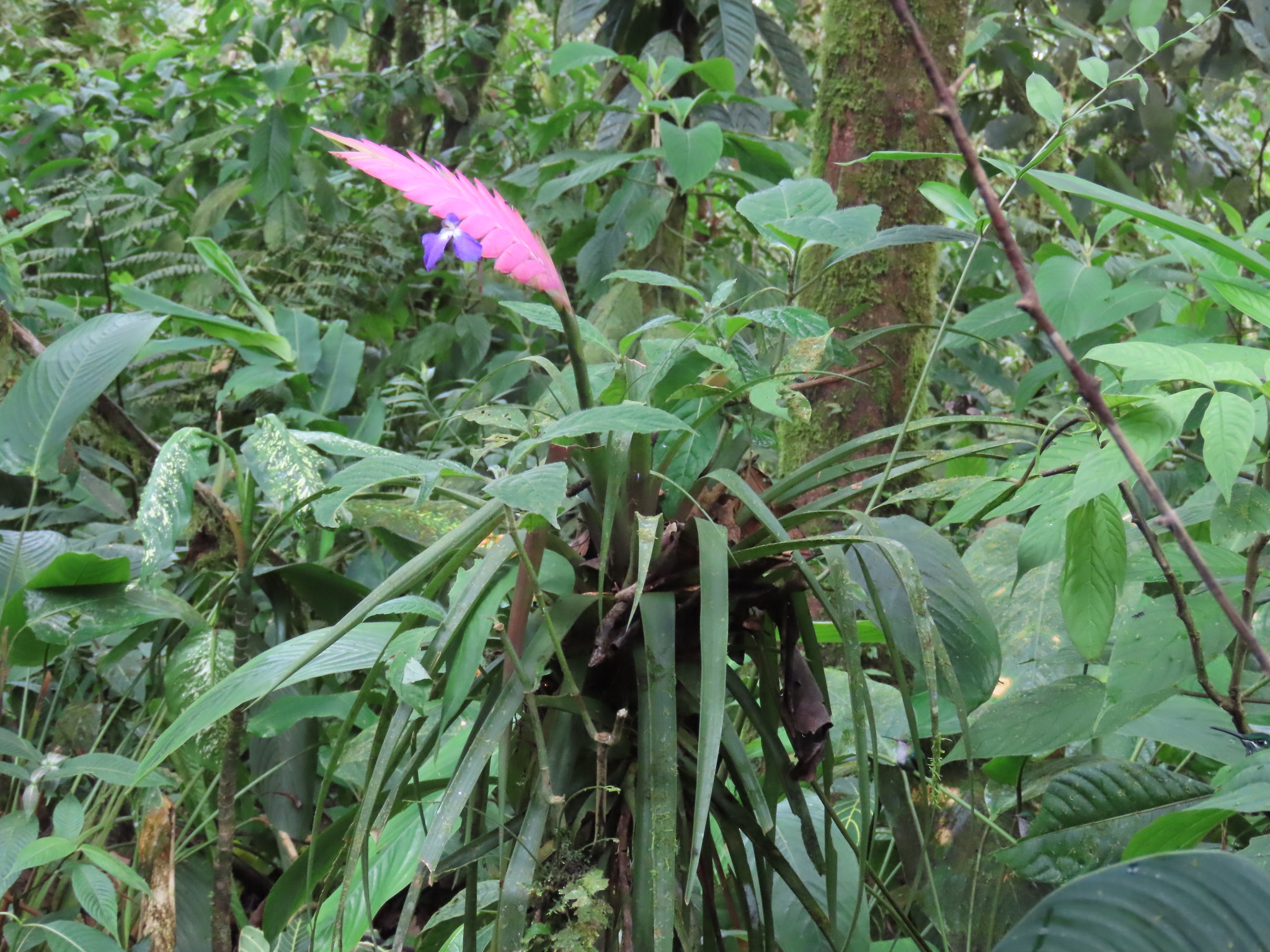 Imagem de Tillandsia azul