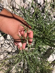 Perideridia californica