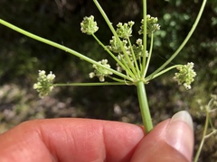 Perideridia californica