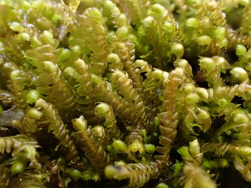 Bazzania tricrenata var. tricrenata