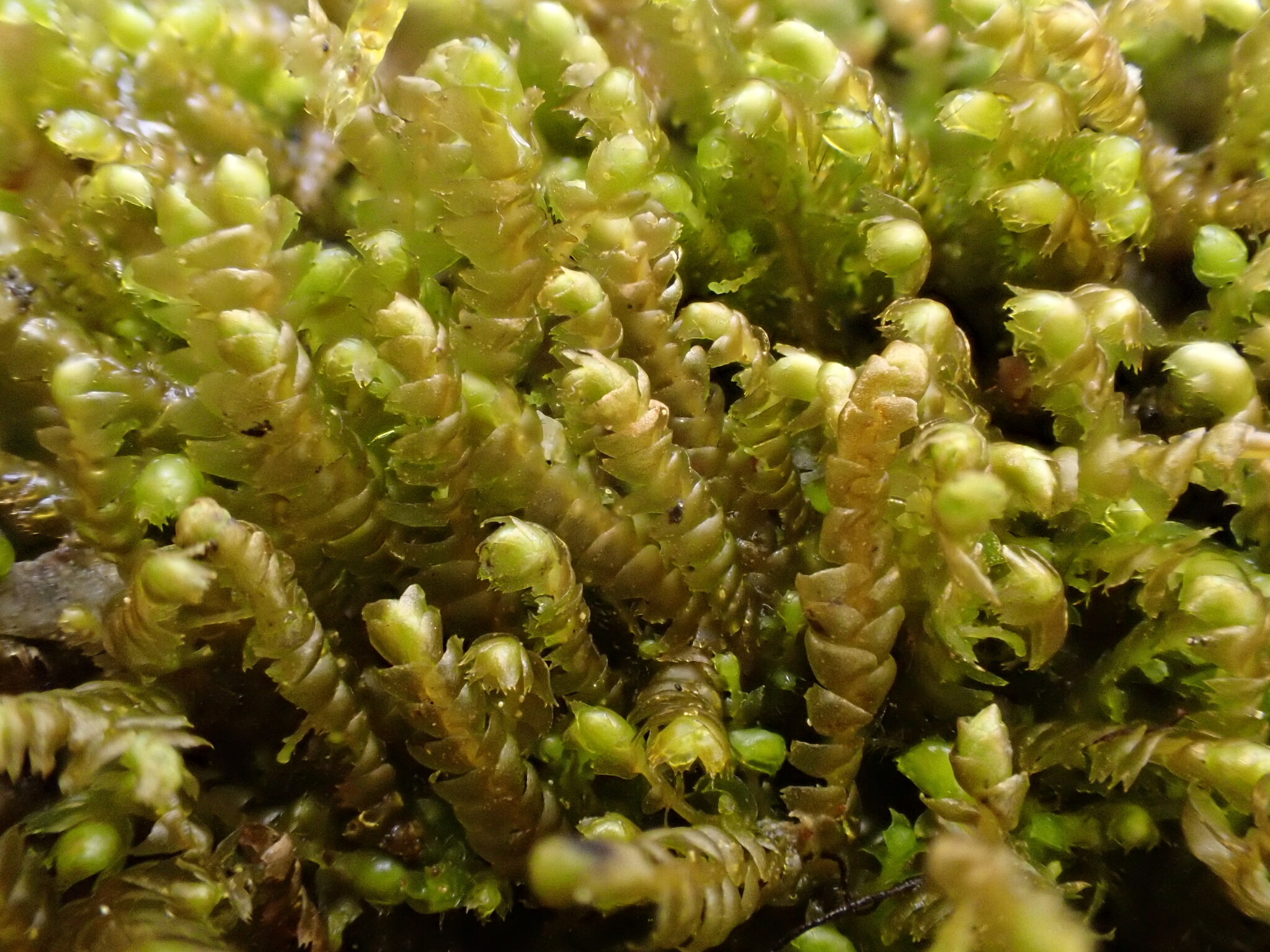 Bazzania tricrenata var. tricrenata