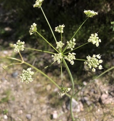 Perideridia californica