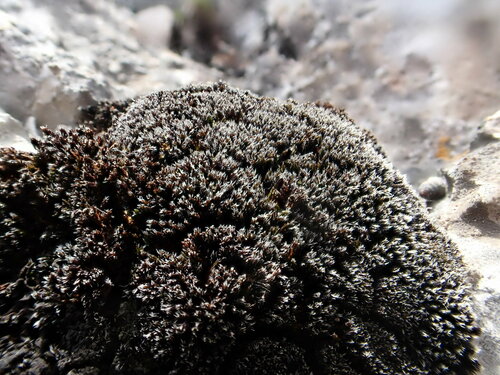 Schistidium teretinerve, 2024-05-10