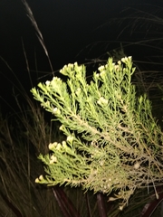 Baccharis boliviensis