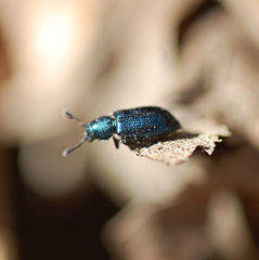 Necrobia violacea